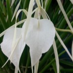 Brassavola Nodosa S P-Flowering Size